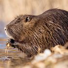 Nutria / Biberratte