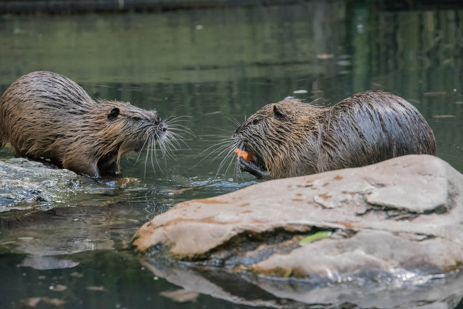 Nutria (Biberratte)