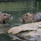 Nutria (Biberratte)