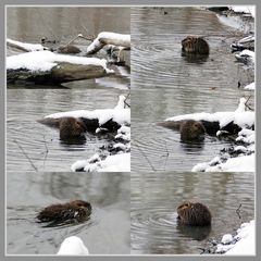 Nutria (Biberratte)