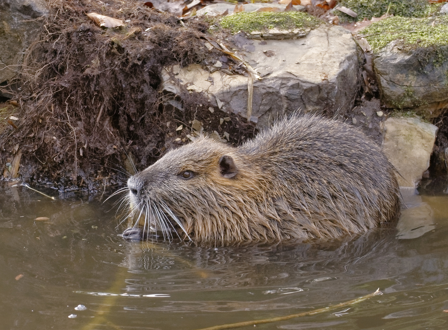 Nutria (Biberratte)