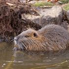 Nutria (Biberratte)