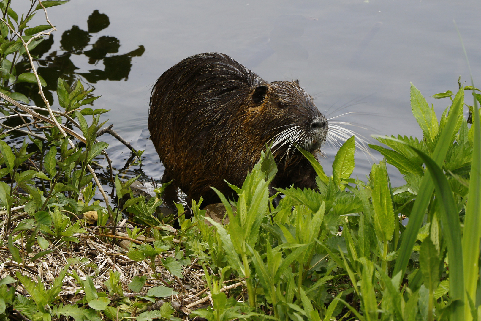 Nutria (Bieberratte)