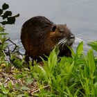 Nutria (Bieberratte)