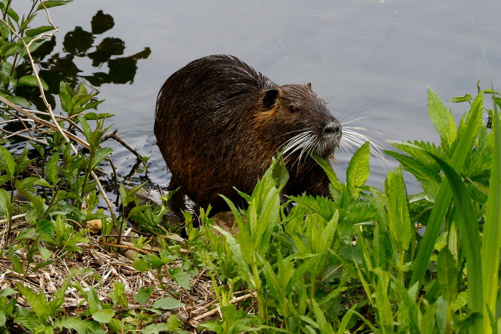 Nutria (Bieberratte)