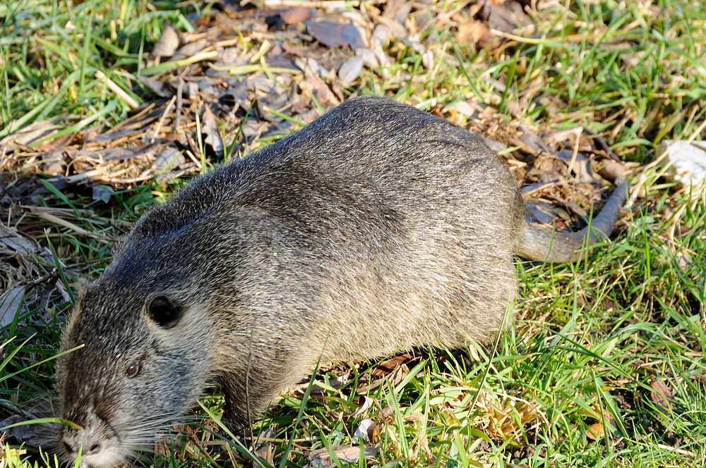 Nutria - Bieberratte