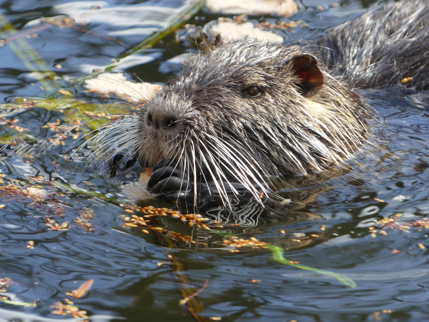 Nutria (Bieberratte) im Japanischen Garten Leverkusen Foto & Bild
