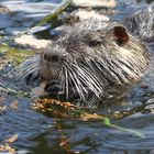 Nutria (Bieberratte) im Japanischen Garten Leverkusen