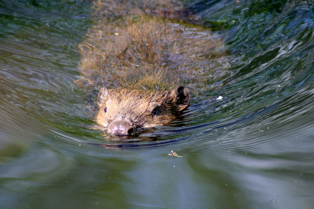 Nutria, Bisam oder Biber?