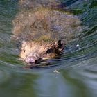 Nutria, Bisam oder Biber?