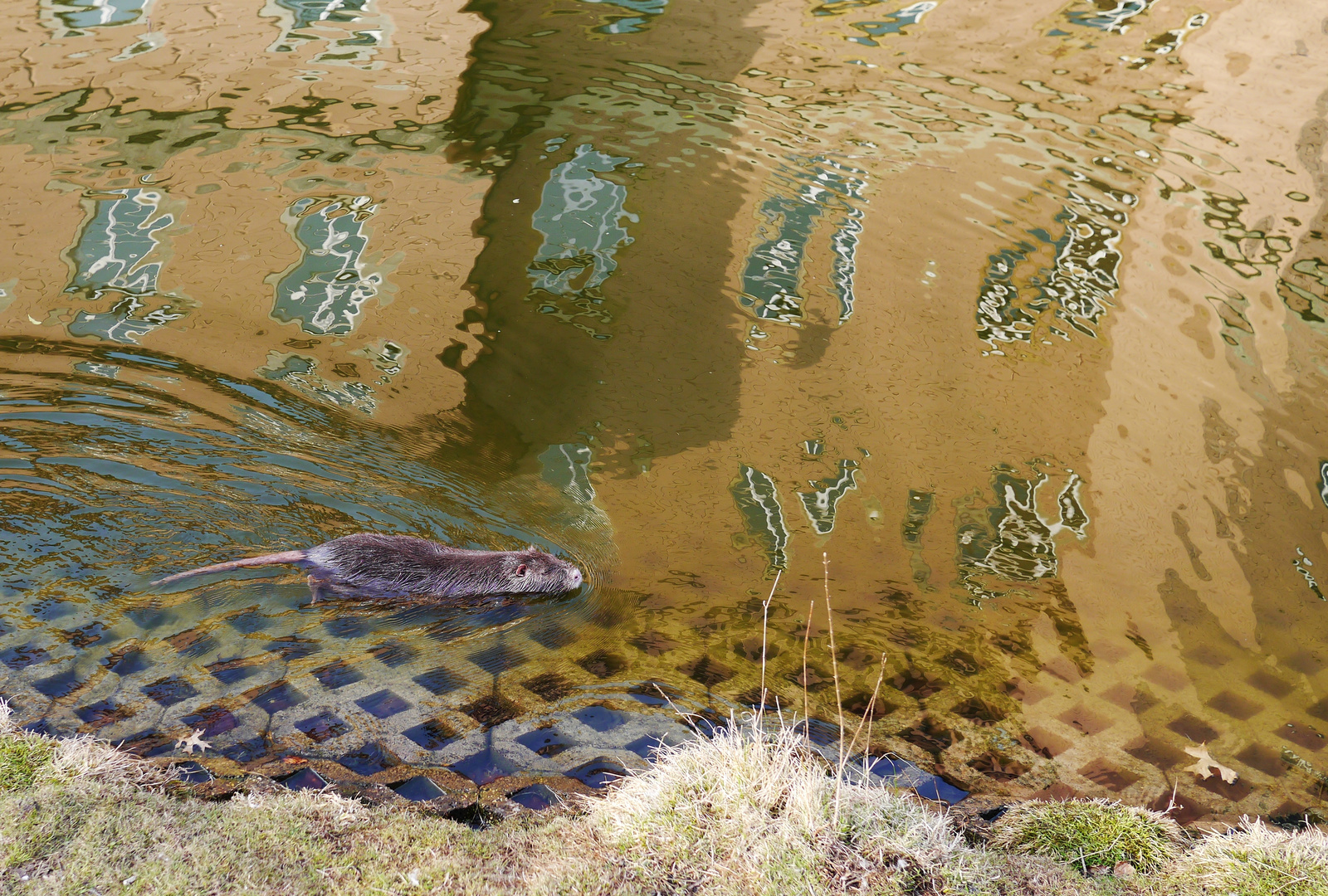 Nutria Bisamratte ?