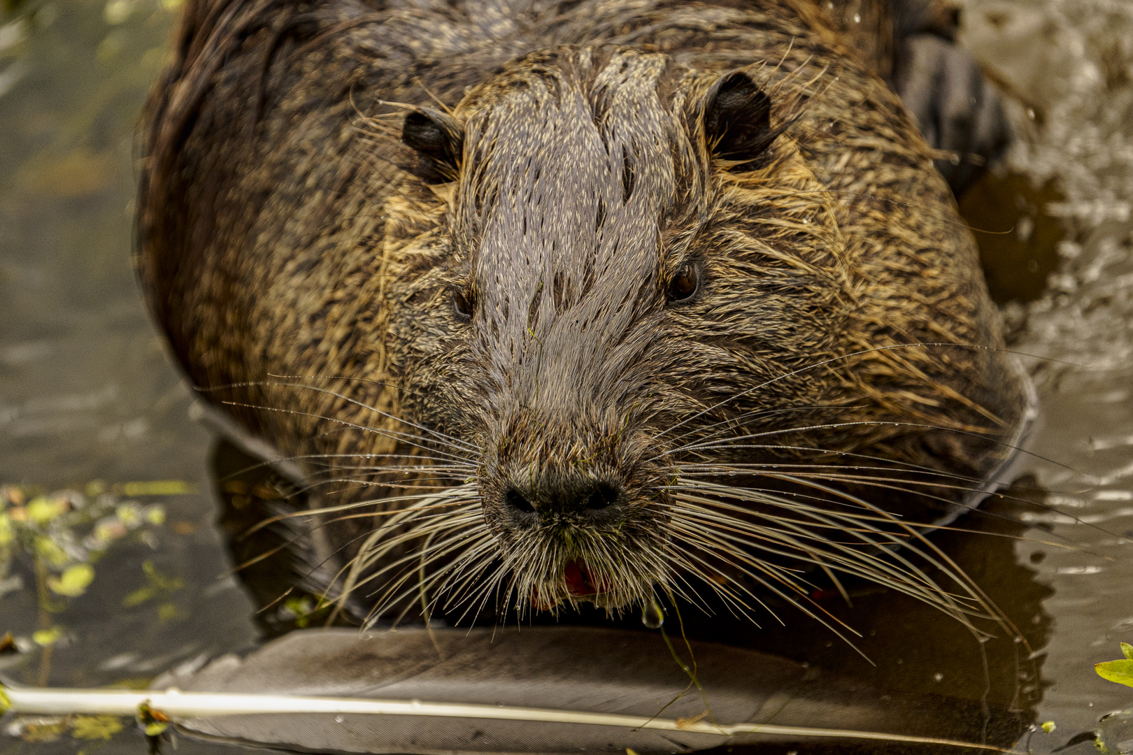 Nutria, Bislicher Insel 01 - 25.05.2020