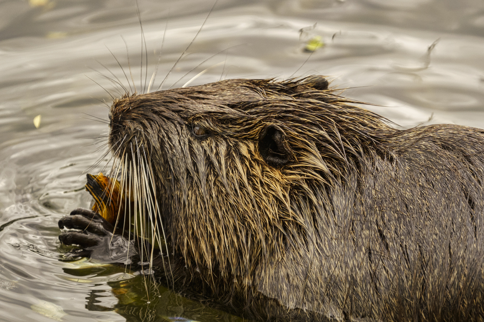 Nutria, Bislicher Insel 02 - 25.05.2020