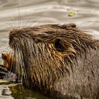 Nutria, Bislicher Insel 02 - 25.05.2020