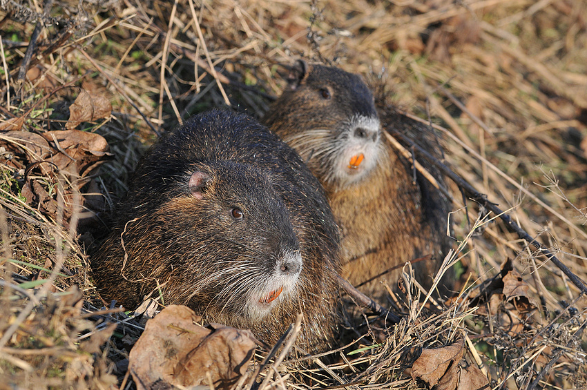 Nutria-Blicke