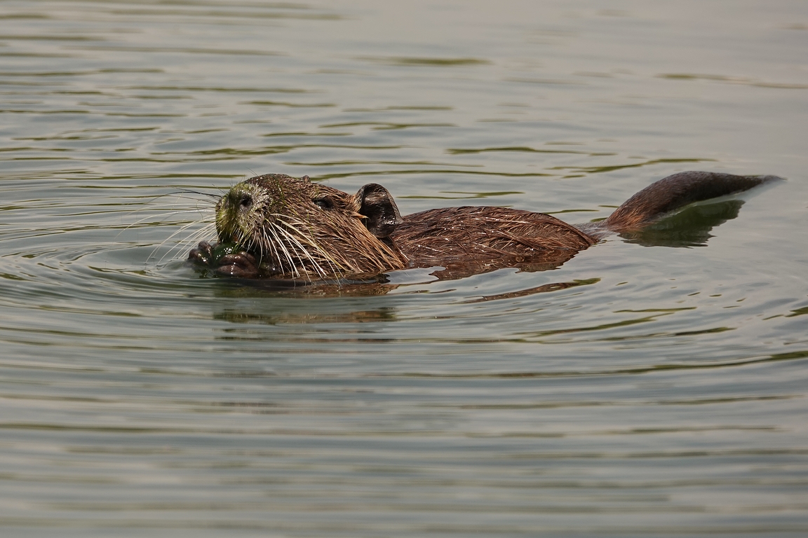 Nutria