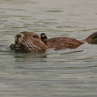 Nutria