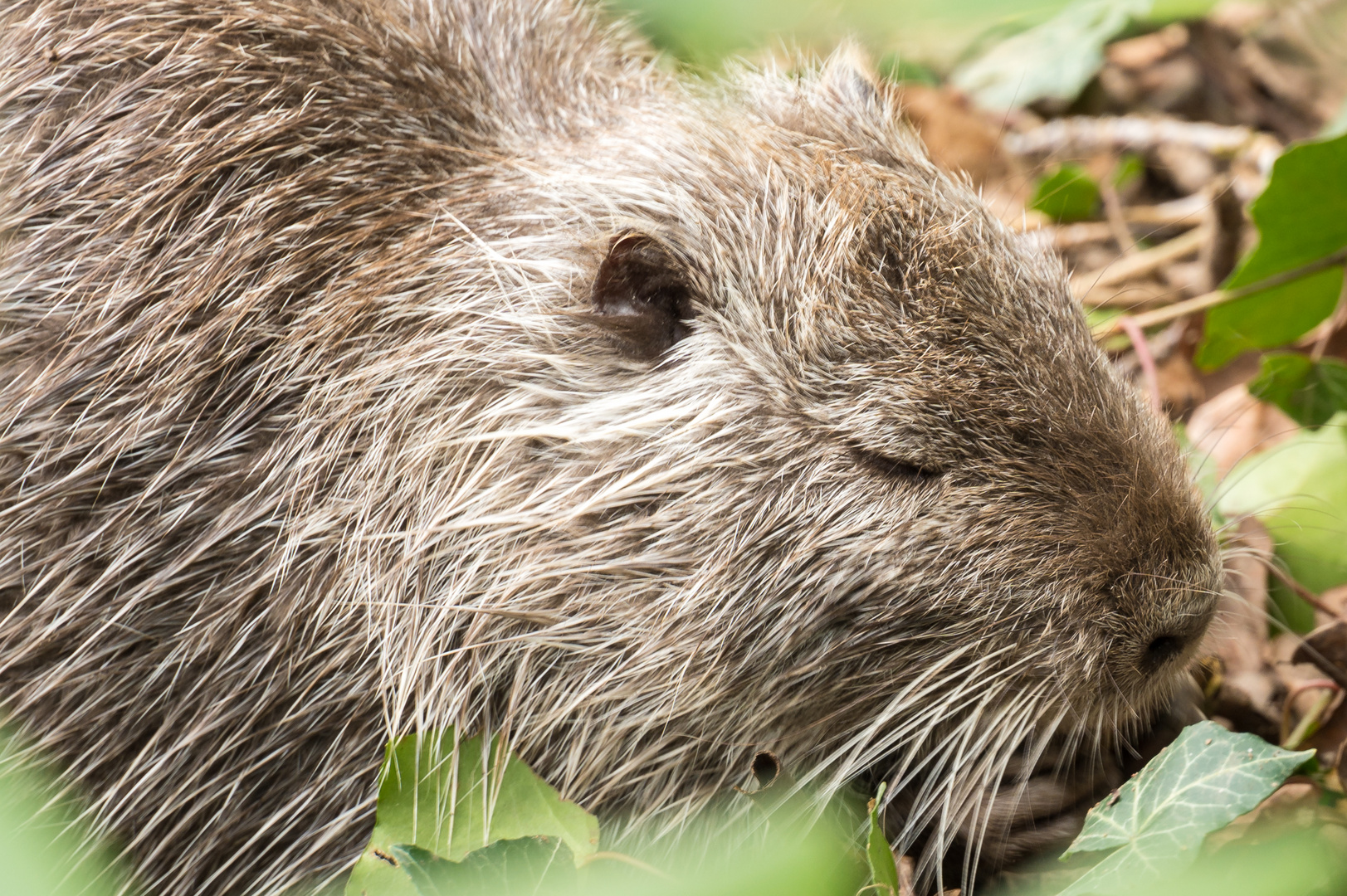 Nutria