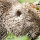 Nutria