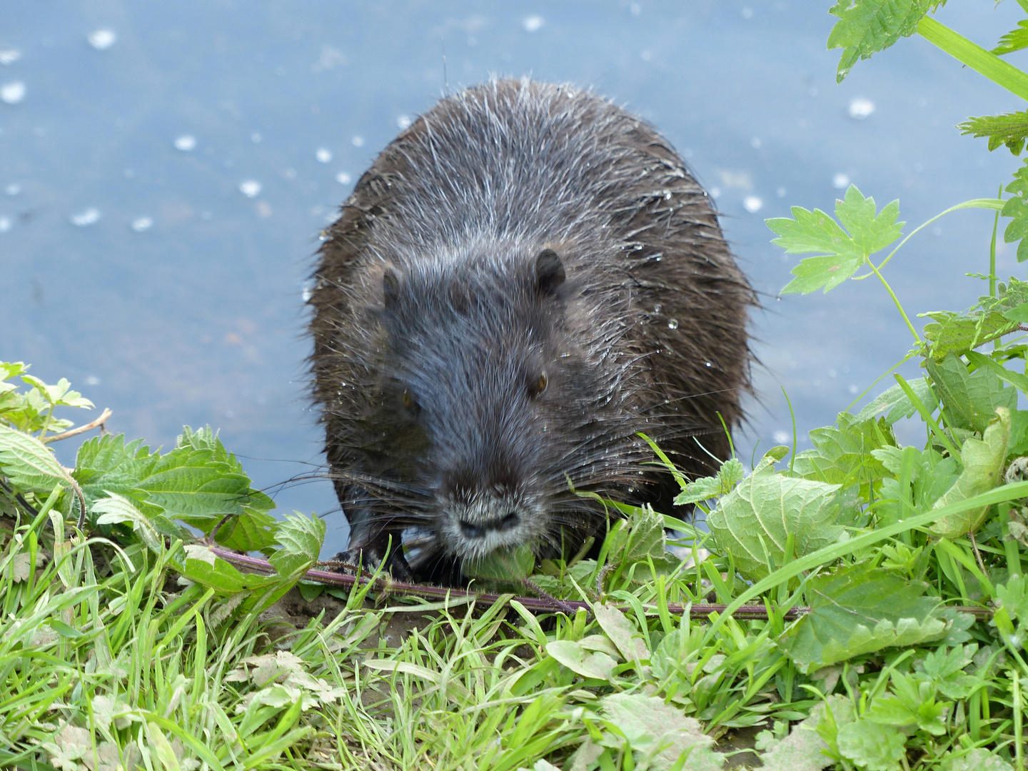 Nutria