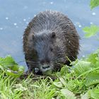 Nutria