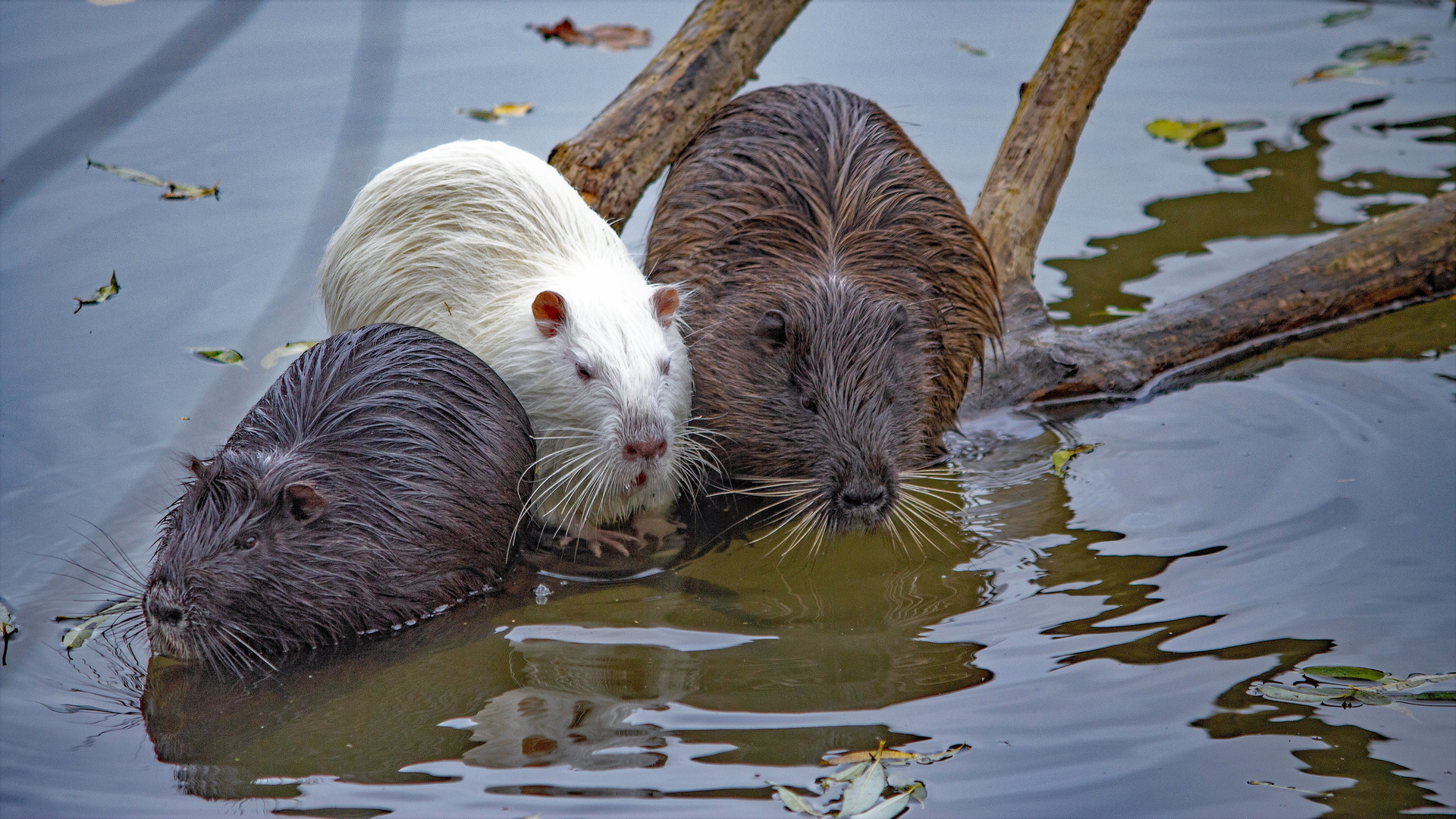 Nutria