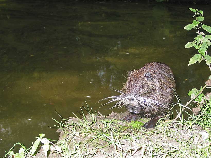 Nutria