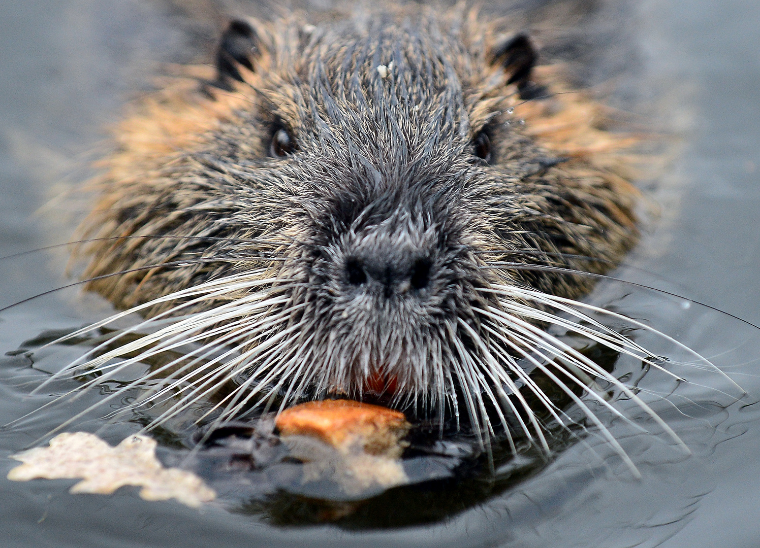 Nutria