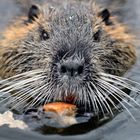 Nutria