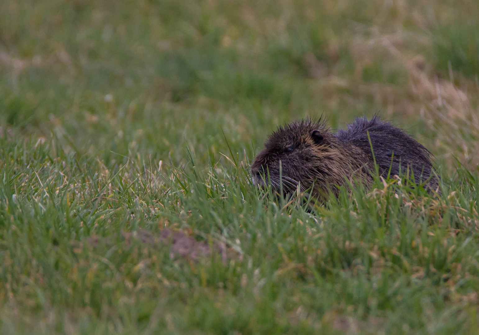 Nutria