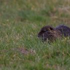 Nutria