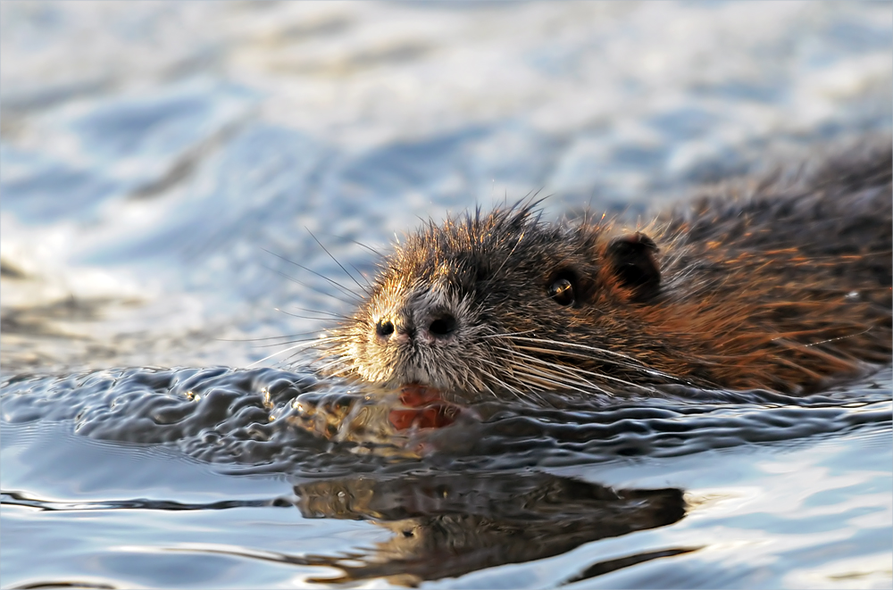 Nutria