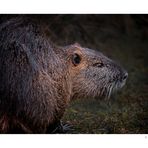 Nutria