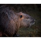 Nutria