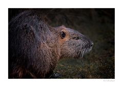 Nutria