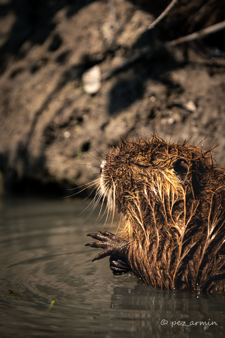 Nutria