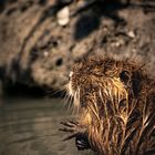 Nutria