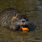 Nutria