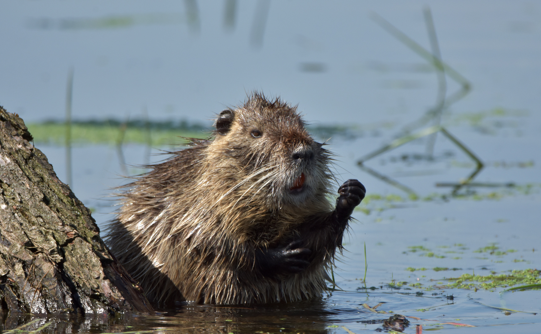 Nutria