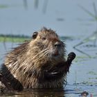 Nutria