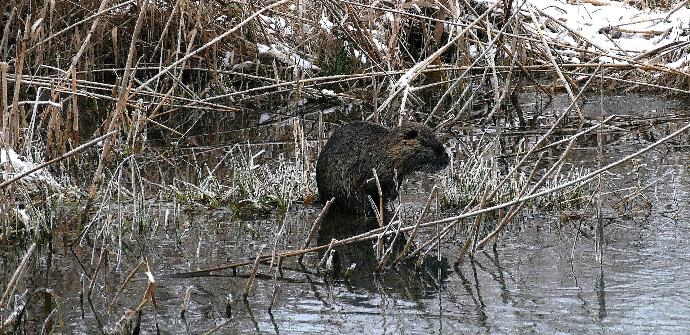 Nutria