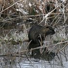 Nutria