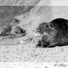 Nutria