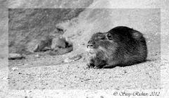 Nutria