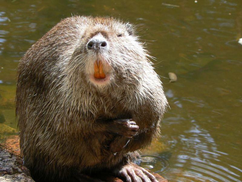 Nutria