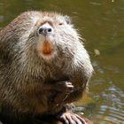 Nutria