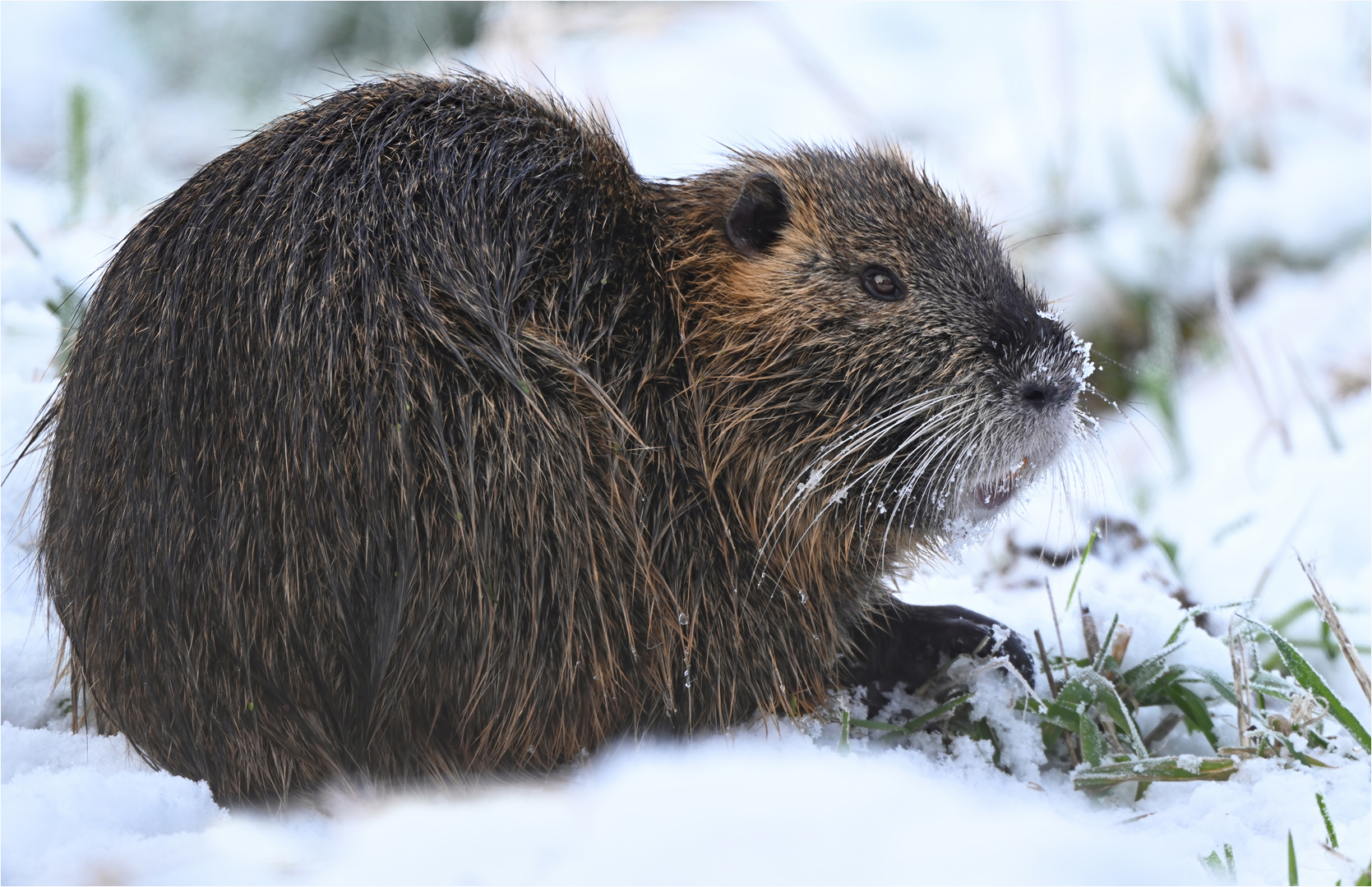 Nutria