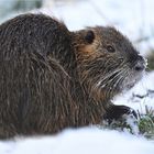 Nutria