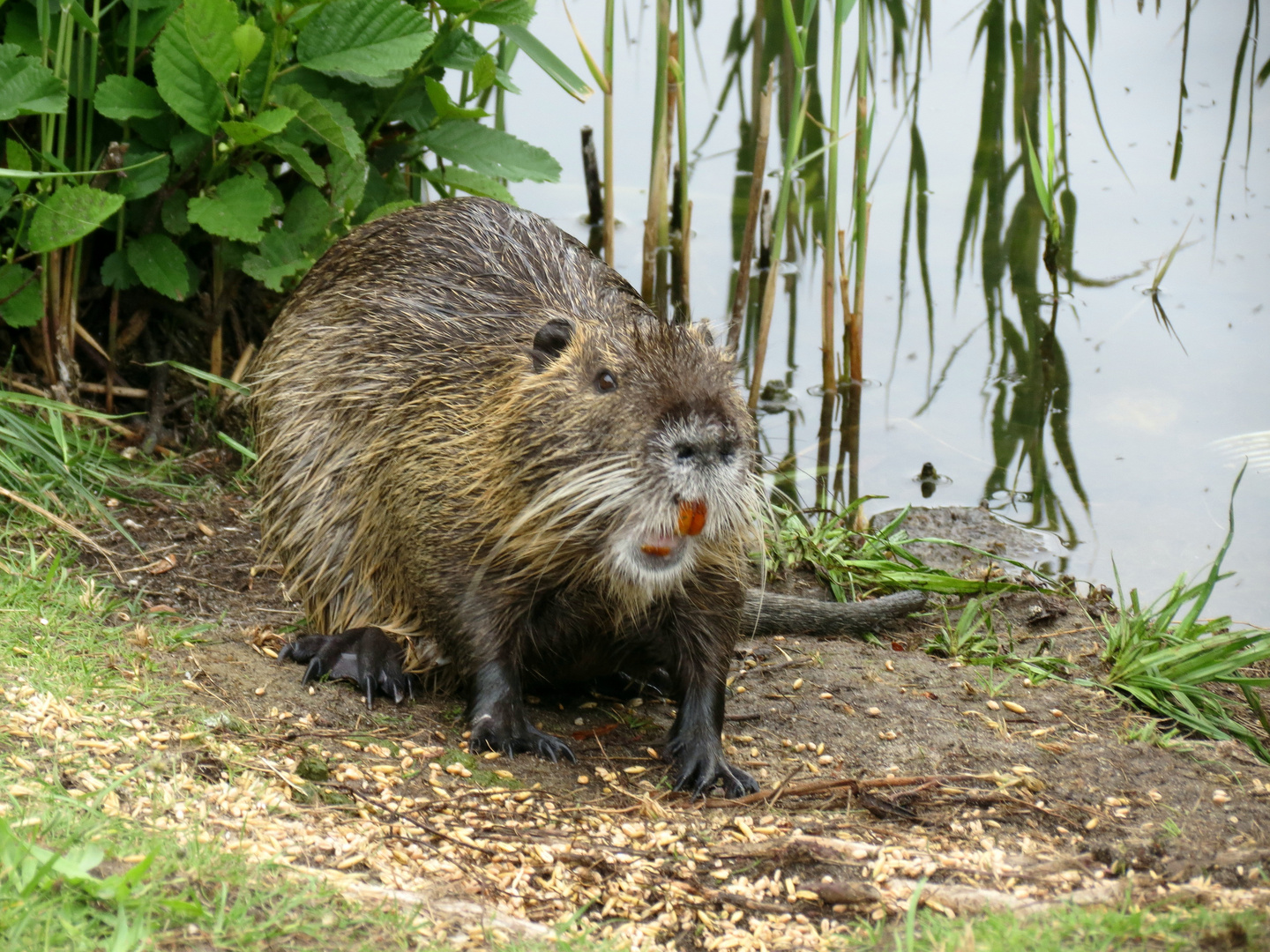 Nutria