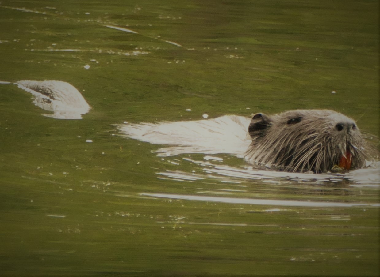 Nutria